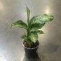 dieffenbachia tiki