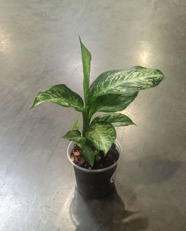 dieffenbachia tiki