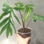 Alocasia Brancifolia