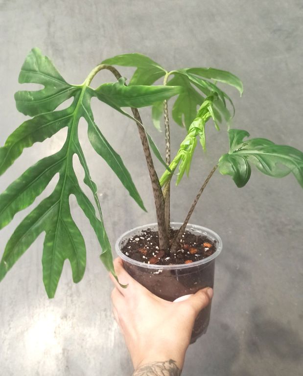 Alocasia Brancifolia