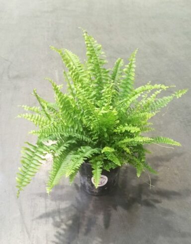 Nephrolepis Exaltata Green Lady