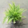 Nephrolepis Exaltata Green Lady