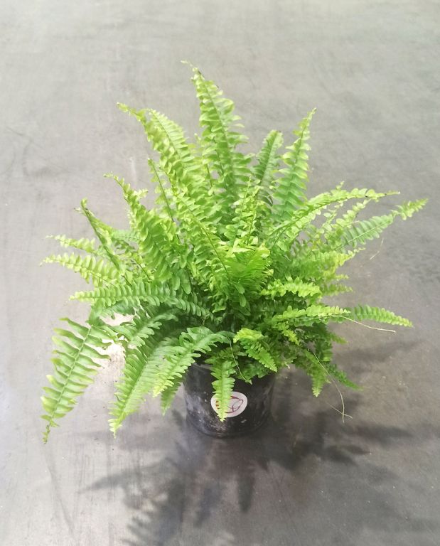 Nephrolepis Exaltata Green Lady