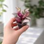 Hemigraphis Snow White