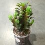 Euphorbia Trigona Rubra