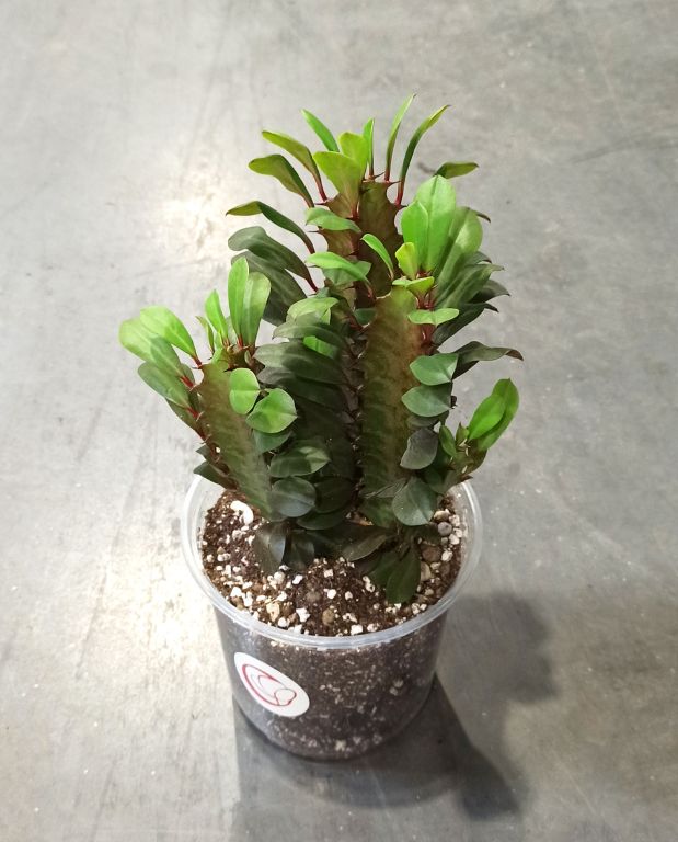 Euphorbia Trigona Rubra