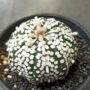 Astrophytum Asterias Super Kabuto