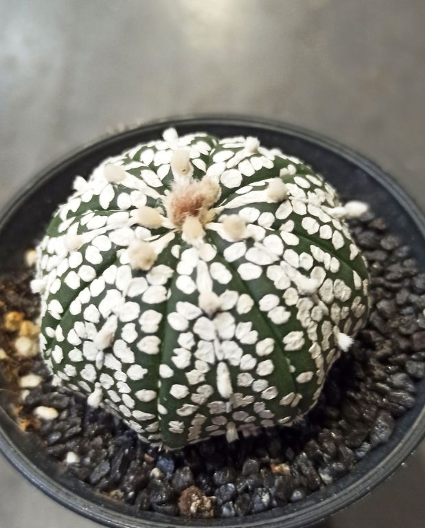 Astrophytum Asterias Super Kabuto