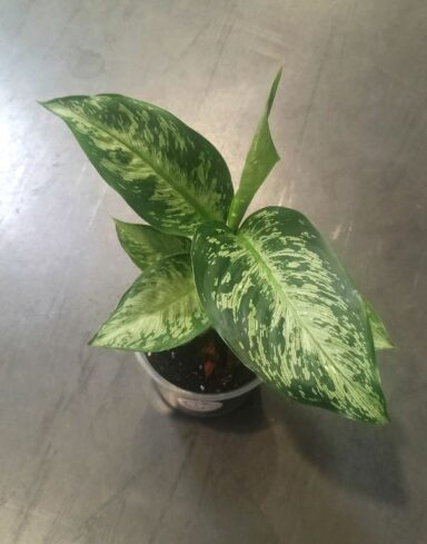 Dieffenbachia Tiki alternative