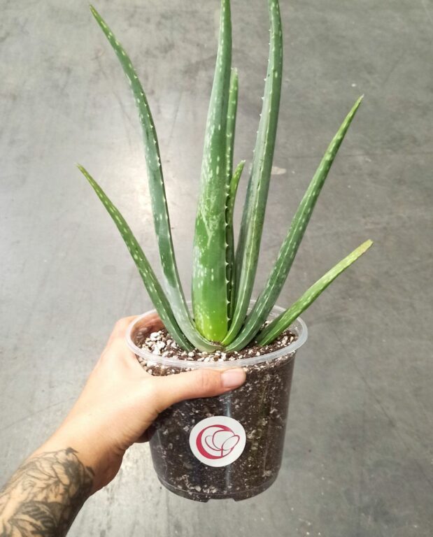 Aloe vera