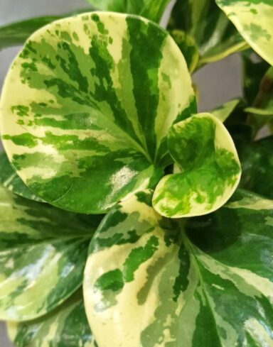 Peperomia obtusifolia Green Gold alternative