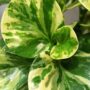 Peperomia obtusifolia Green Gold