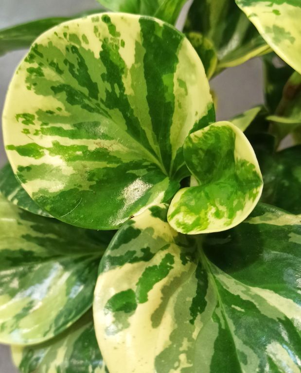 Peperomia obtusifolia Green Gold