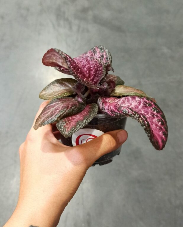 Episcia Malayan Gem