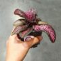 Episcia Malayan Gem