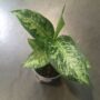 dieffenbachia tiki