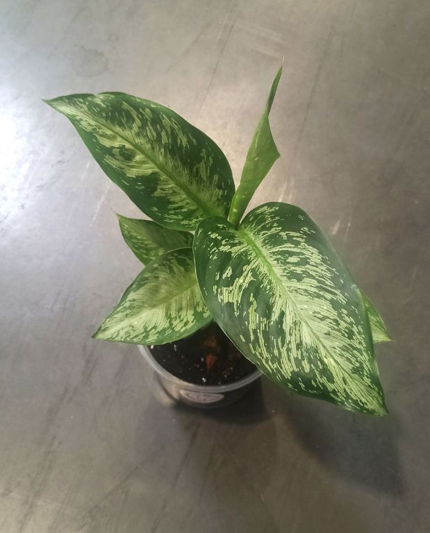 dieffenbachia tiki