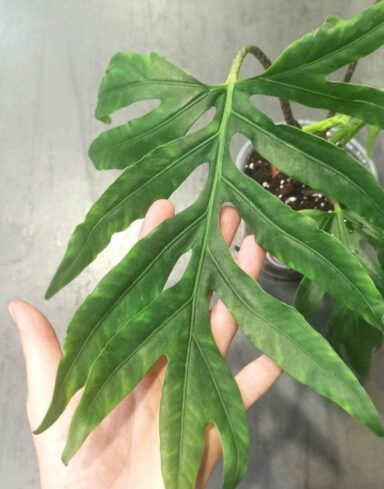 Alocasia Brancifolia alternative