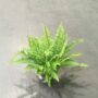 Nephrolepis Exaltata Green Lady