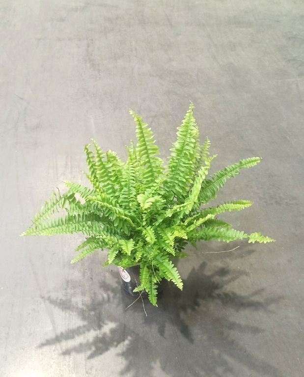 Nephrolepis Exaltata Green Lady