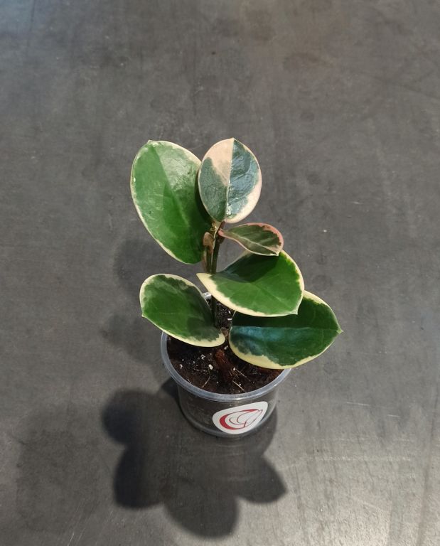 Hoya australis Blondie