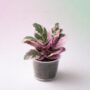 Hemigraphis Snow White