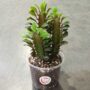 Euphorbia Trigona Rubra