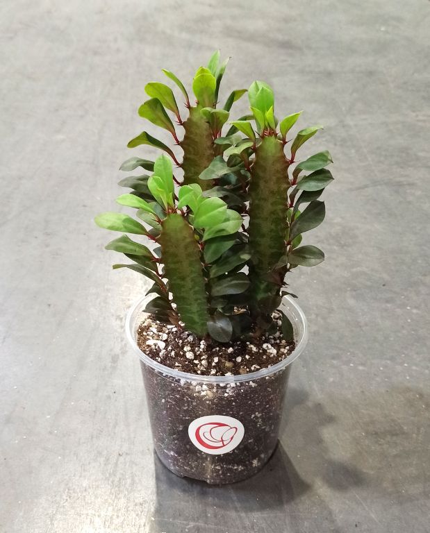 Euphorbia Trigona Rubra