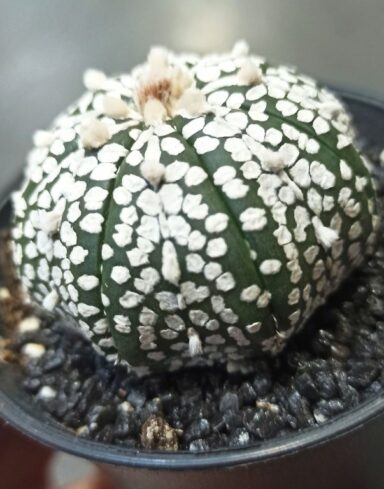 Astrophytum asterias Super Kabuto alternative