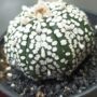 Astrophytum Asterias Super Kabuto