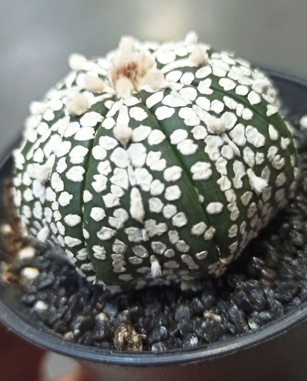 Astrophytum Asterias Super Kabuto