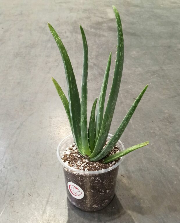 Aloe vera