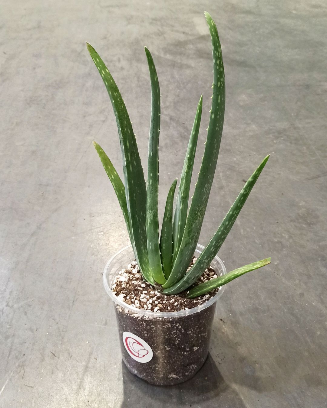 aloe vera 99 prozent 99% Pure Aloe Vera Soothing Gel main image 1