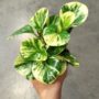 Peperomia obtusifolia Green Gold