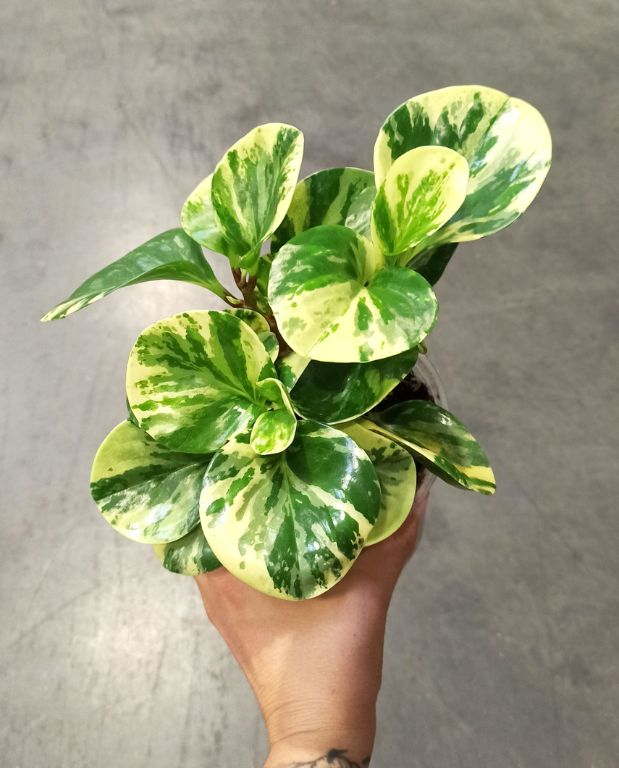 Peperomia obtusifolia Green Gold