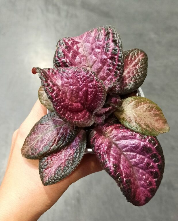 Episcia Malayan Gem