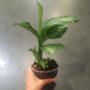 dieffenbachia tiki