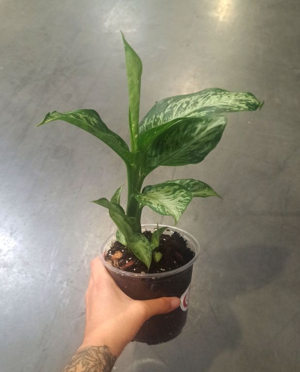 dieffenbachia tiki