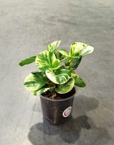 Peperomia obtusifolia Green Gold