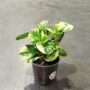 Peperomia obtusifolia Green Gold