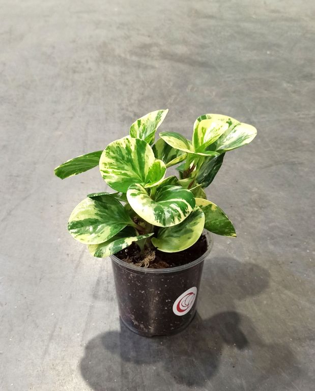 Peperomia obtusifolia Green Gold