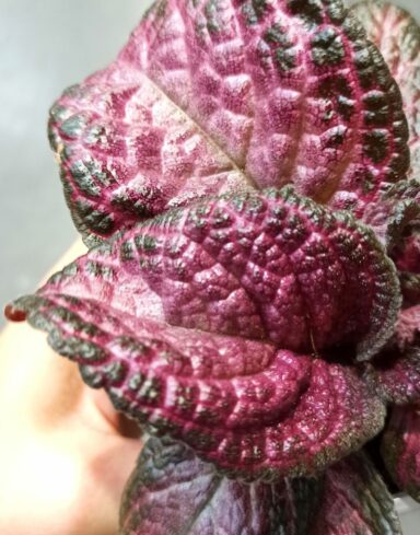 Episcia Malayan Gem alternative