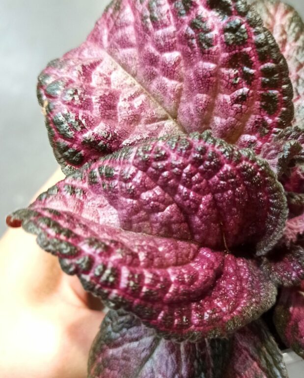 Episcia Malayan Gem