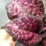 Episcia Malayan Gem