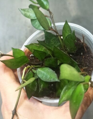 Hoya krohniana Black Leaves alternative