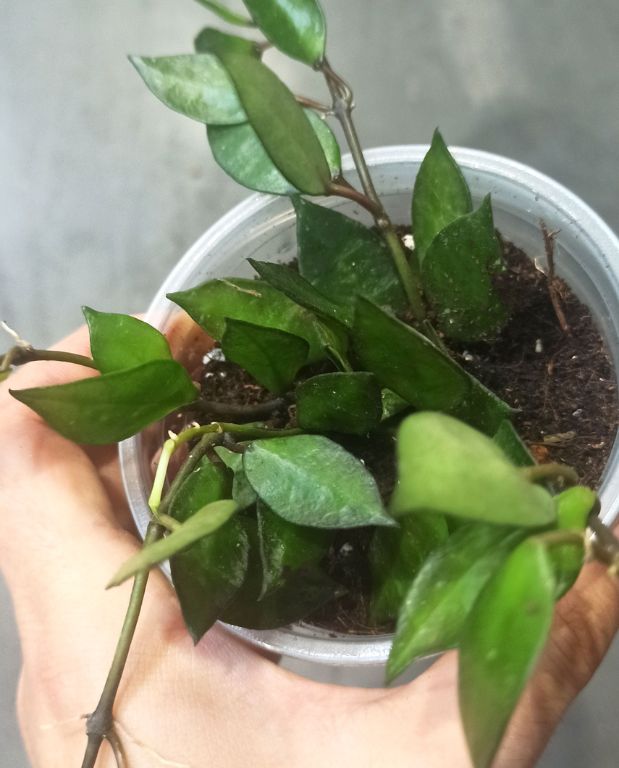 Hoya krohniana Black Leaves