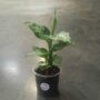 dieffenbachia tiki