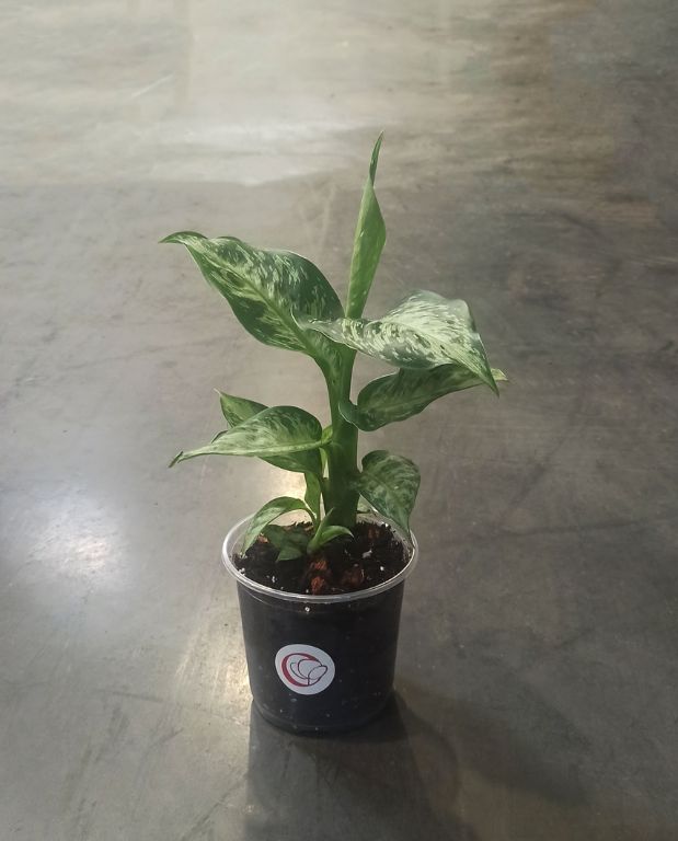 dieffenbachia tiki