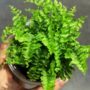 Nephrolepis Exaltata Green Lady