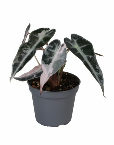 Alocasia amazonica Bambino Pink Variegata alternative